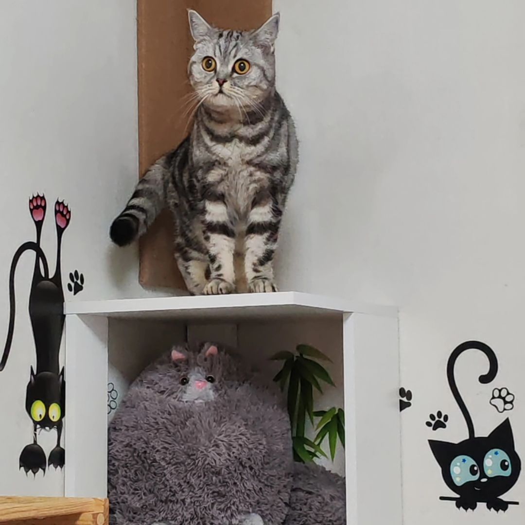 hotel_kotfelix в LOOKY — фото 10