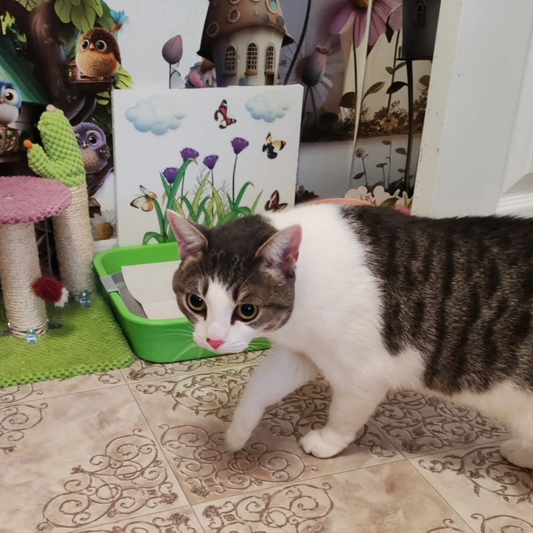 hotel_kotfelix в LOOKY — фото 8