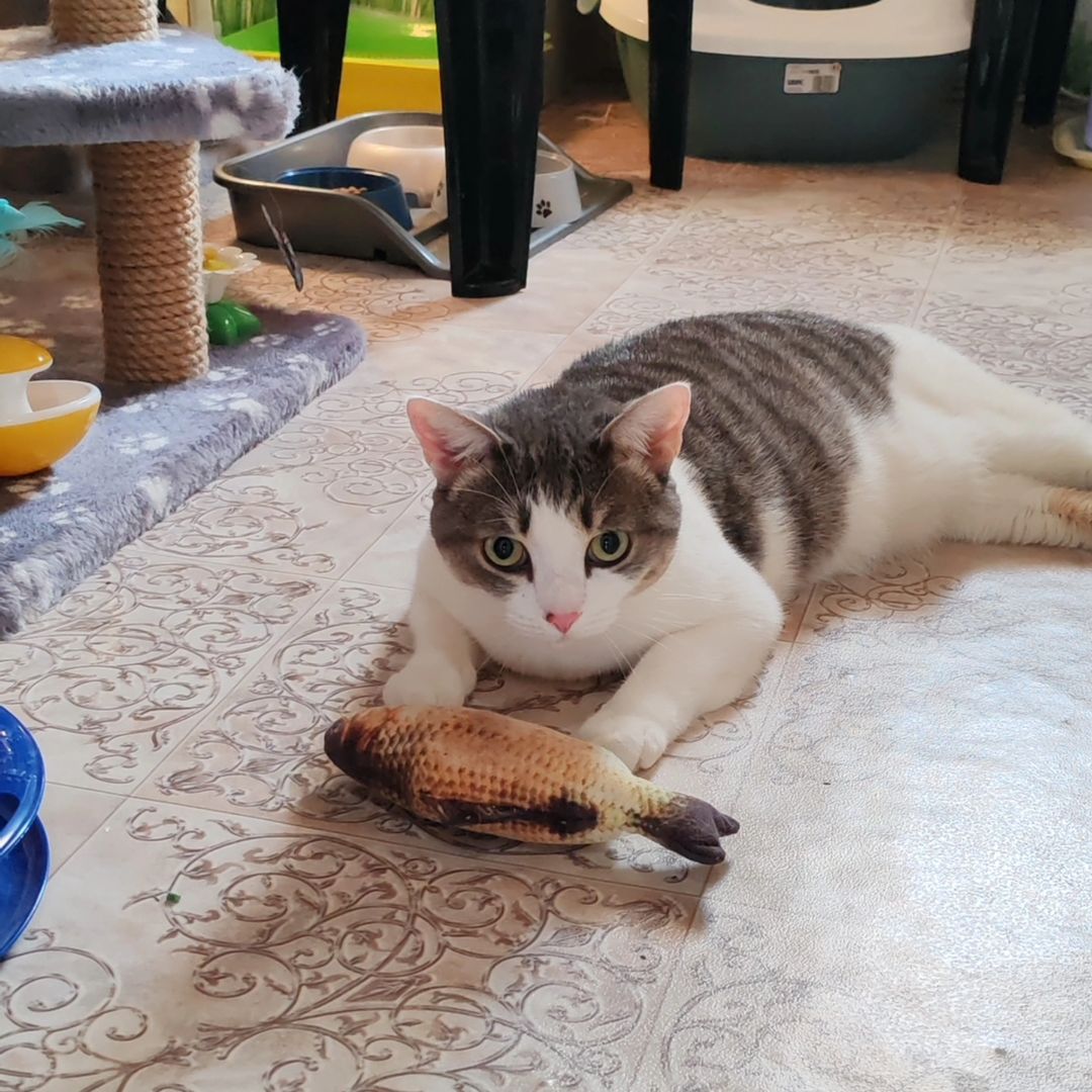 hotel_kotfelix в LOOKY — фото 4