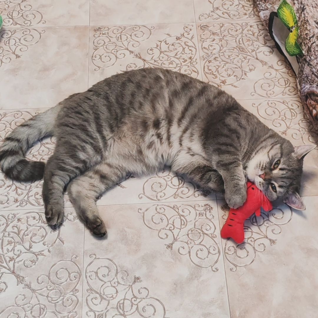 hotel_kotfelix в LOOKY — фото 7