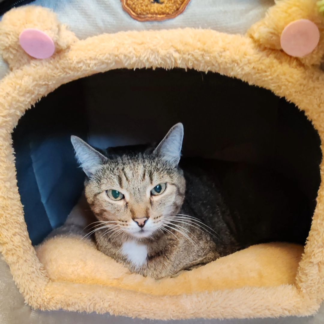 hotel_kotfelix в LOOKY — фото 9