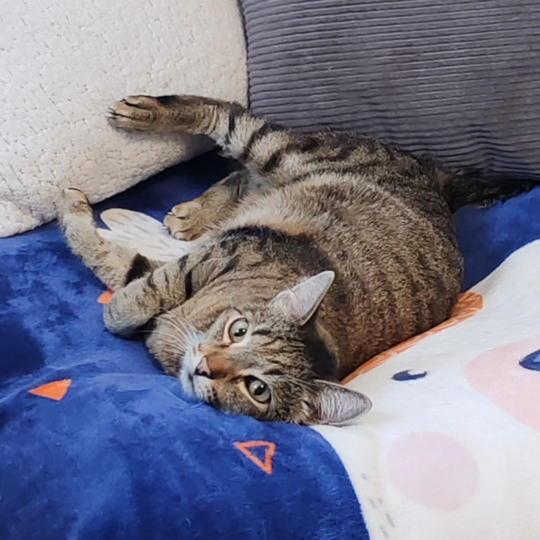 hotel_kotfelix в LOOKY — фото 5