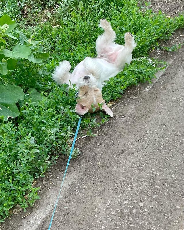 mildoniy_4 в LOOKY. . Выкабенивается😆