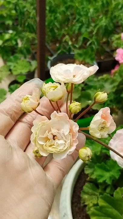 pelargonium_krd в LOOKY. . Леона Галактика. Зон...