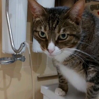bsa2vl в LOOKY. #кот,#кошка,#котыикошки,#котики,#мурлокотики,#муркотики,#доброкотики,#добрыекотики,#моикоты,#моилюбимыекотики,#котынавсегда,#котынашевсе,#котымоялюбовь,#cats,#catsforever,#lovercats,#catsforever,#gato,#samsunga71. Доброго времени суто...