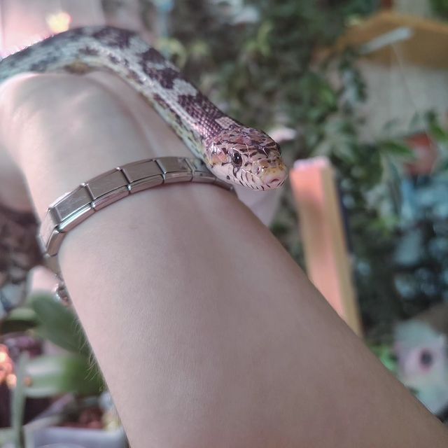 leka_sov в LOOKY. #змея,#рептилия,#домашниеживотные,#терапия. Precious✨
.
.
.
#зме...