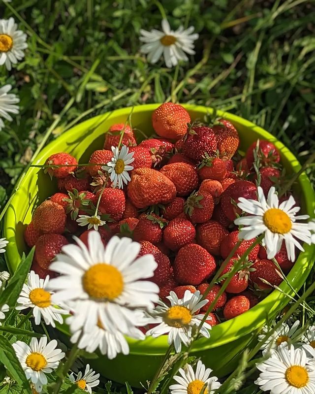 lyublyubochka66 в LOOKY. #лето2024,#ягодка,#клубника,#всаду,#вкуснота,#красота,#lyublyubochka66. ЗАКЛУБНИЧИЛО... 
Дож...