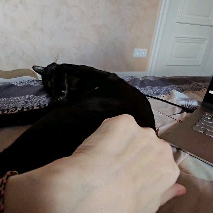 cats_martin_nikole в LOOKY. . null