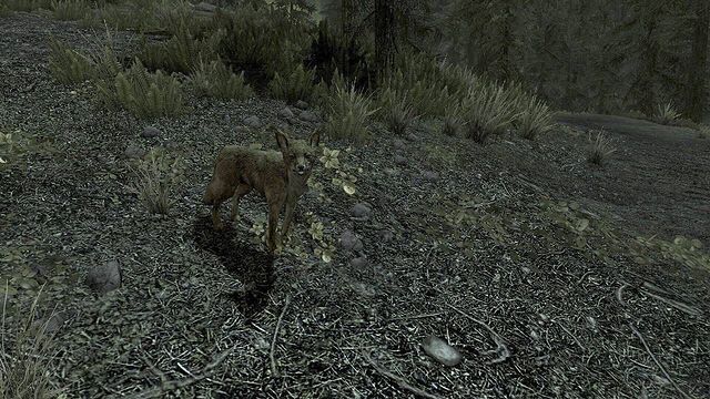 asyagamer99 в LOOKY. #лиса,#skyrim,#скайрим,#маг,#архимаг. По-моему эта лиса че...