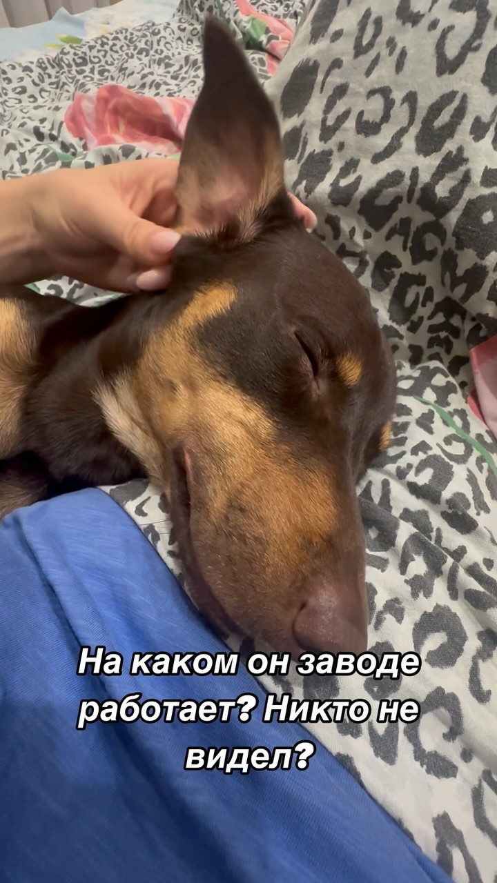 Илонка в LOOKY. #собака,#устал,#рекомендации,#dog,#pets. Интересно, а денег о...