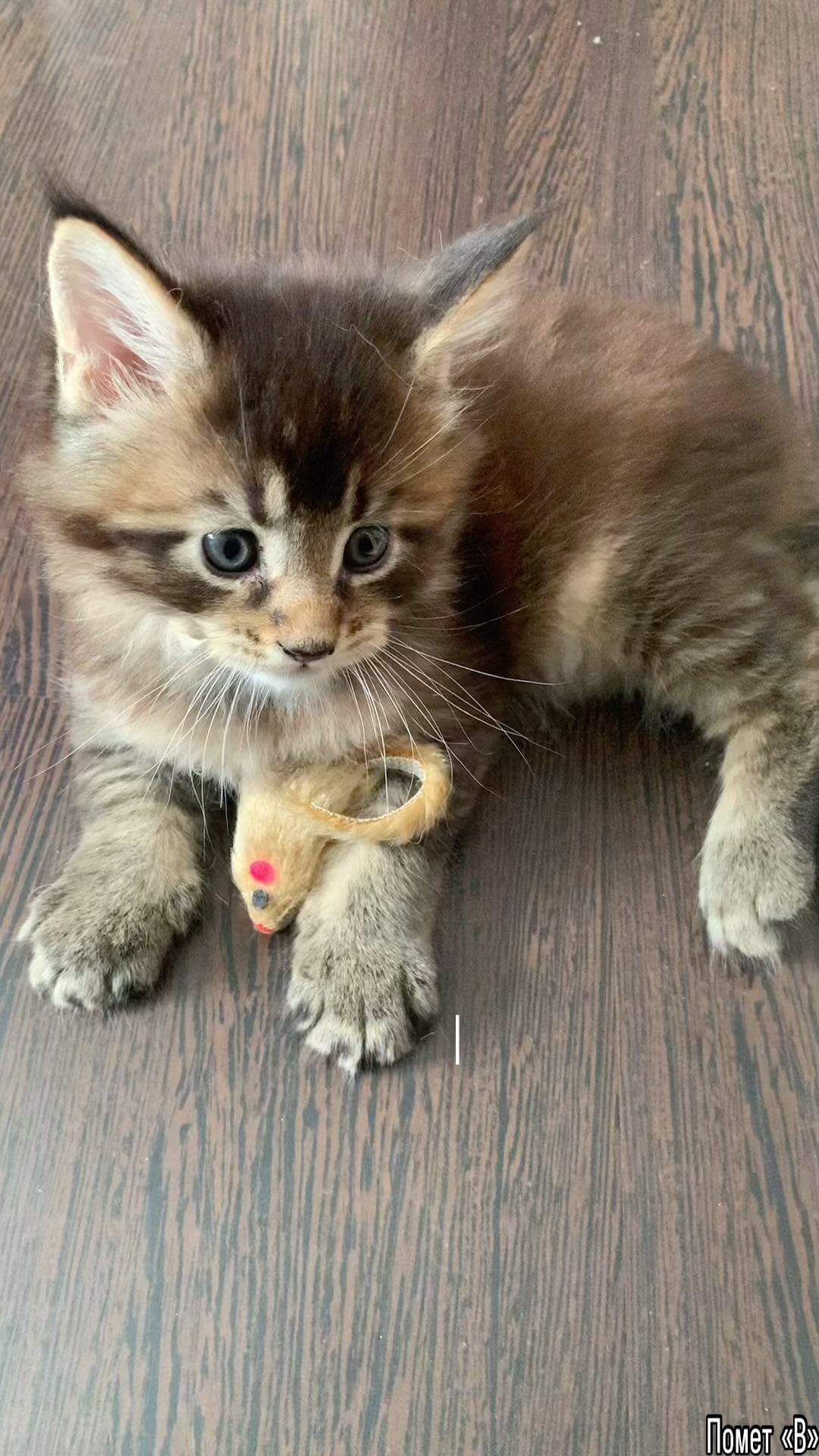meincoonperfectlynx в LOOKY. #mainecoon,#cat,#mainecooncat,#кот,#instacat,#котики,#cats,#mainecoons,#catstagram,#питомникмейнкунов,#большиекошки,#mainecoongram,#купитькотенкамейнкун,#купитькотенкамейнкун. КОТЯТА МЕЙН-КУН поме...