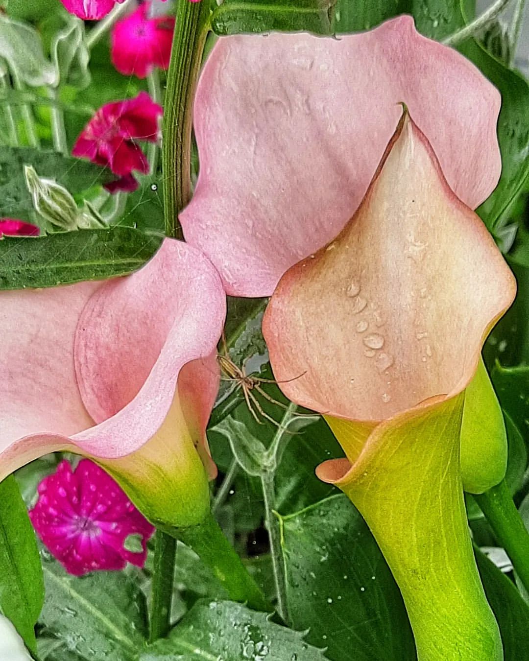 margarita.nefilim in LOOKY. #nature,#natureofrussia,#flowers,#flwerlover,#spider,#rain,#waterdrop,#web,#theworldofmyeyes_Ri,#carpediem,#природароссии,#лето,#цветы,#каллы,#паук,#паутина,#дождь,#каплидождя,#мирмоимиглазами_Ри,#ловимомент,#夏,#スパイダー,#花,#物の哀れ. В который раз убежда...