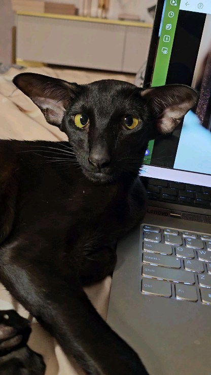cats_martin_nikole в LOOKY. . Марти 🤨
