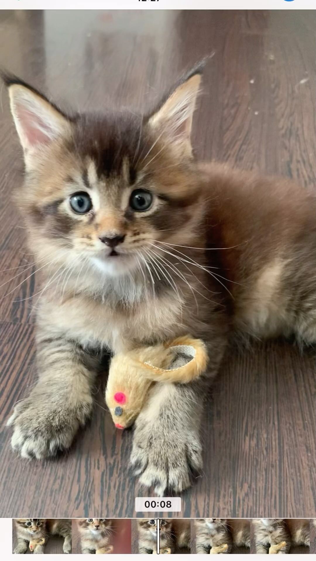 meincoonperfectlynx в LOOKY. . КОТЯТА ПОМЕТ «В»

Дв...