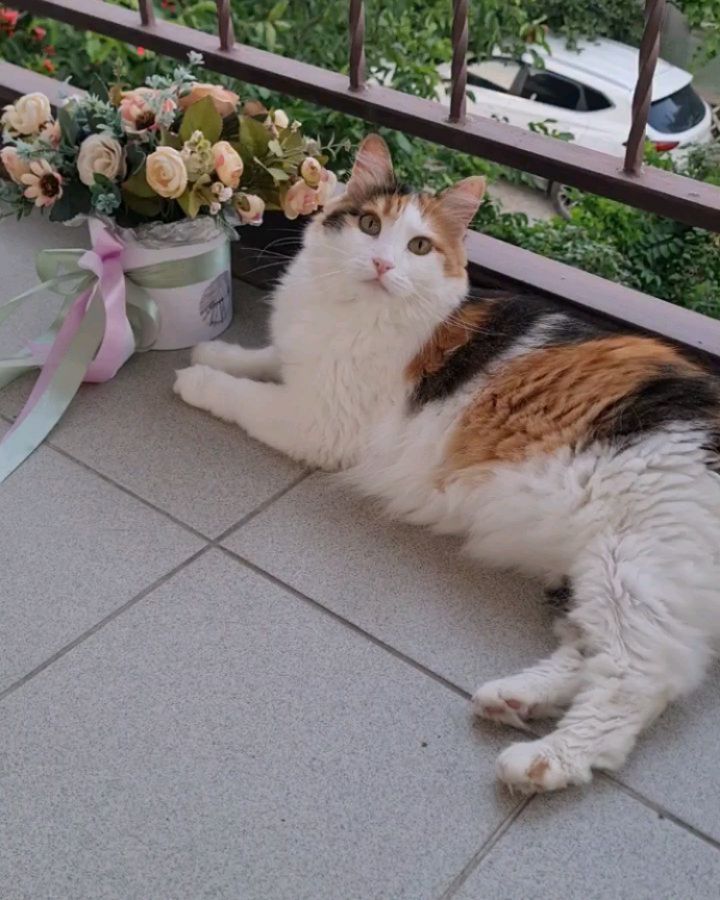 zlata_help в LOOKY. #днюха_у_бакса,#кошачьяжизнь,#инстакошка,#petsofinstagram,#petsparty,#happybirthdaydearfriend. Доброго и замурчател...