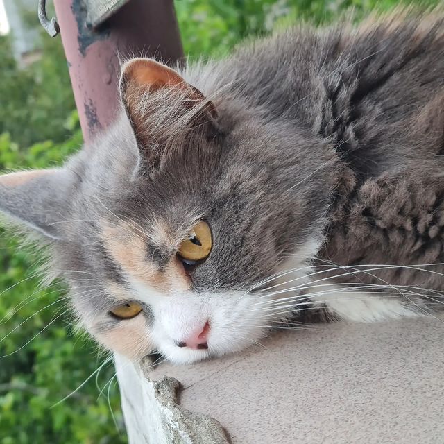 zlata_help в LOOKY. #кошачьяжизнь,#котосана,#инстакошка,#petsofinstagram. ...мне этот мир абсо...
