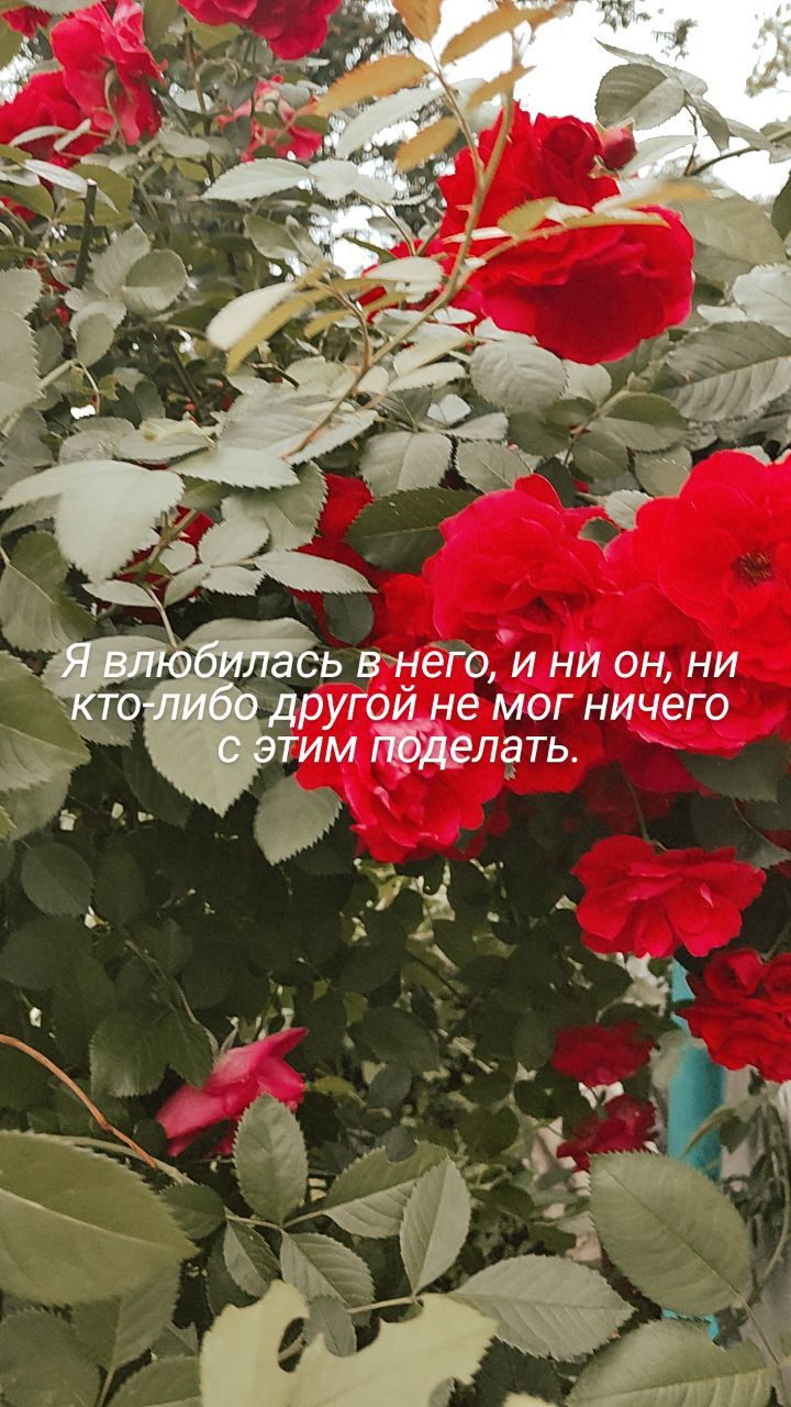 tianabellll в LOOKY. . null