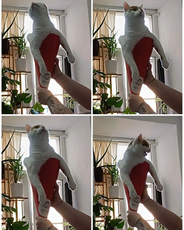 anna_catlover1995 в LOOKY. #кот,#cat. Букет кота 😁

#кот ...