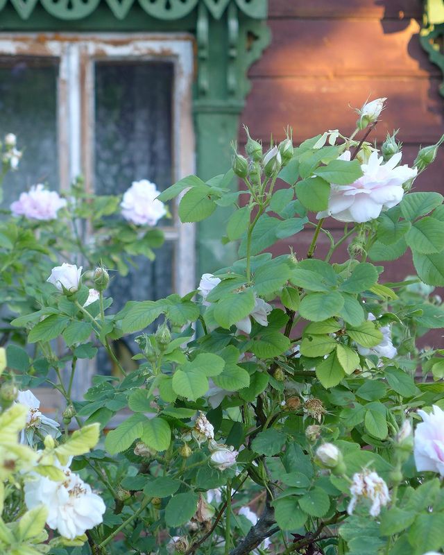 jeanne.ney в LOOKY. . null