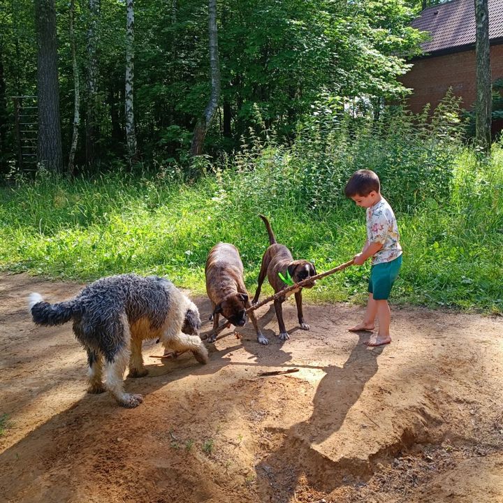 anutkagolovanova в LOOKY. #family,#littlebrothers,#bestfather,#oldsister,#brothers,#morningjump,#МаРиТигВит,#прогулкассобакой,#любимица. Выгул собак и щенят....