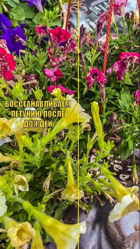 dacha_udachya в LOOKY. #сад,#дача,#огород,#участок,#садоводстводлявсех,#учимсясажатьвместе,#удачнаядача,#огородуфа,#дачауфа,#участокуфа,#петунии,#петуния,#дожди,#дождь,#восстанавливаемпетунию,#спасаемпетунию,#июнь2024,#цветы,#кашпо,#горшки,#цветочныйсад. ВОССТАНАВЛИВАЕМ ПЕТУ...