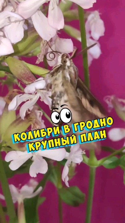 pro_babochek в LOOKY. #БражникиКолибри,#ГродноБабочка,#БабочкиВГродно,#ВыставкаБабочекГродно,#БабочкиГродно,#КрасотаБабочекГродно,#ГродненскиеБабочки,#БабочкиПриродыГродно,#ЛепидоптерыГродно,#ВсяПрелестьБабочекВГродно,#ГродноБабочкиМузей. Колибри в Гродно на ...