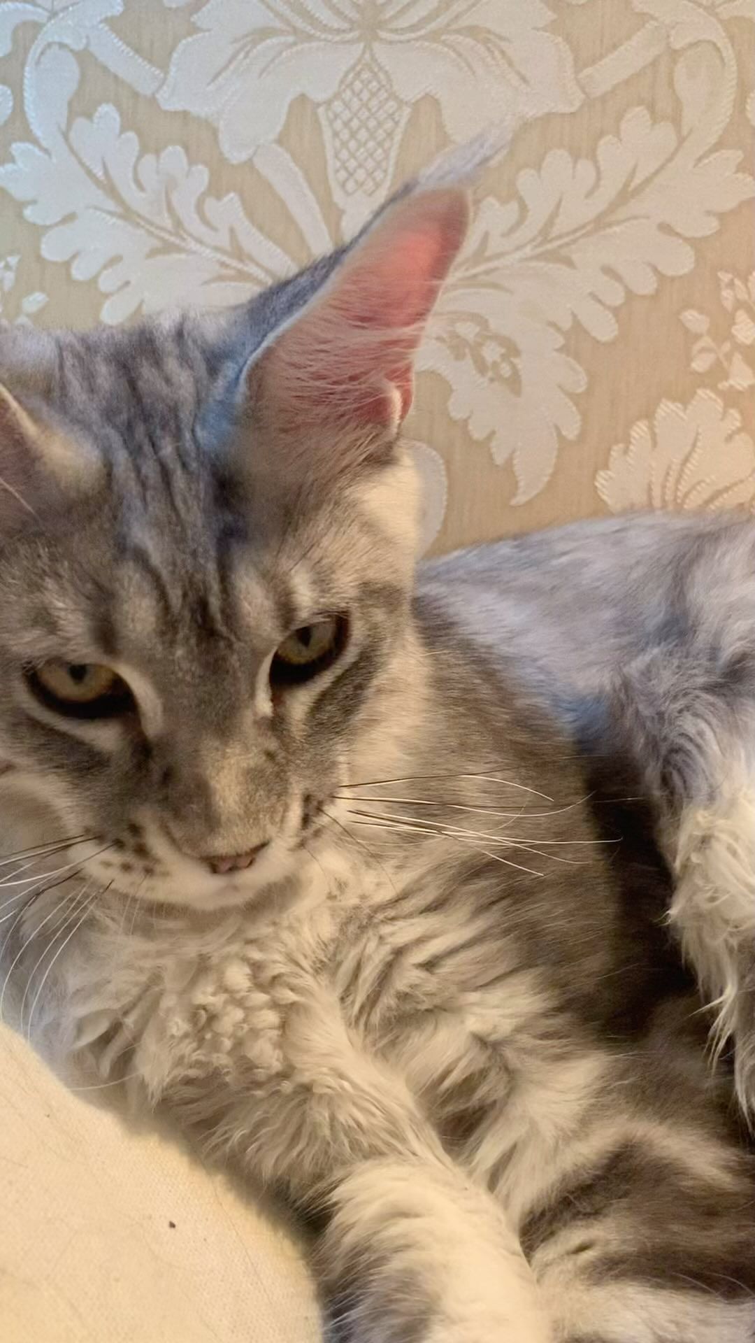 meincoonperfectlynx в LOOKY. #mainecoon,#mainecoons,#mainecooncat,#mainecoonstagram,#mainecoongram,#мейн-кун,#мейнкун,#котятамейнкун,#мейнкункотята,#mainecoonkitten,#mainecoonkittens,#котятанапродажу,#большойкот,#мэйнкун,#продажакотят,#купитьмейнкун,#мейнкунпродажакотят,#большиекошки,#mainecoonkitten,#mainecoonkittens,#котомания,#кошкарысь,#catterymainecoon,#питомникмейнкунов. КОТИК МЕЙН-КУН АТАМА...