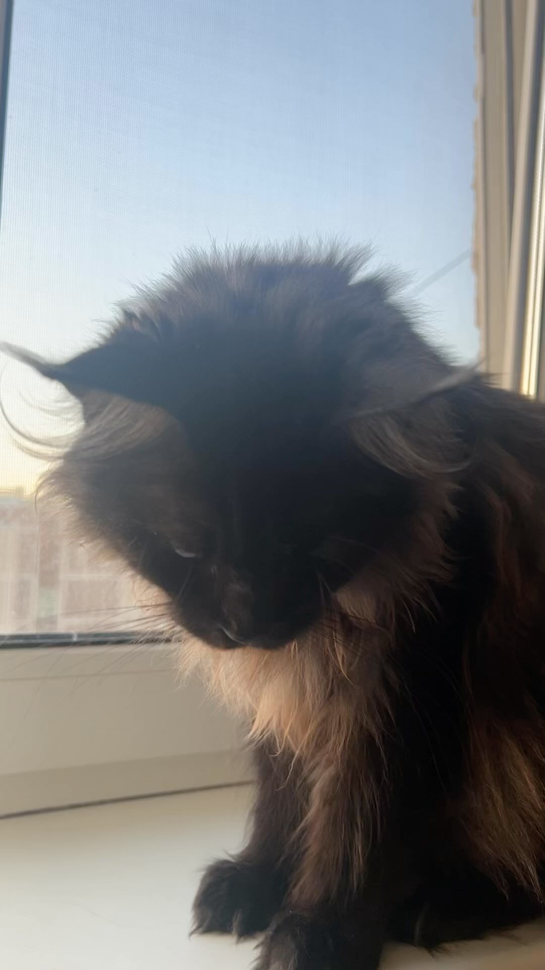 maine_coon_fengshui в LOOKY. #мейнкуны,#кошкитакиекошки,#животныедома,#мейнкунырулят,#мейнкунмосква,#мейнкункупить,#мейнкунчик. #мейнкуны #кошкитаки...