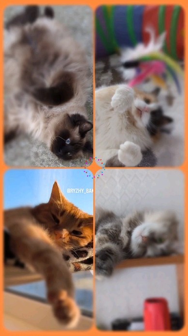 milka_cat_2020 в LOOKY. #днюха_у_Бакса. Мы скромно промолчим...