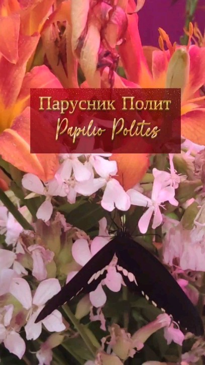 pro_babochek в LOOKY. #ПарусникПолит,#PapilioPolites,#ГродноБабочки,#БабочкиВГродно,#ВыставкаБабочекГродно,#БабочкиГродно,#КрасотаБабочекГродно,#ГродненскиеБабочки,#БабочкиПриродыГродно,#ЛепидоптерыГродно,#ВсяПрелестьБабочекВГродно,#ГродноБабочкиМузей. Парусник Полит 🔥
Pa...