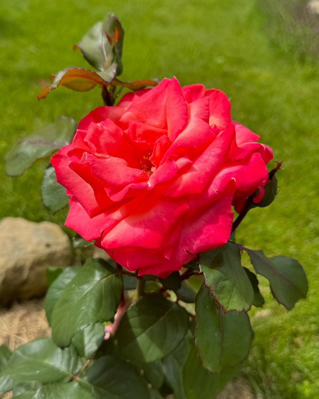 Роза 🌹 

Пионы отцвели , пошли розы 🌹 

#розы #дача #цветы #мойсад