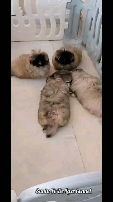alenafomintseva in LOOKY. . https://t.me/santafe...