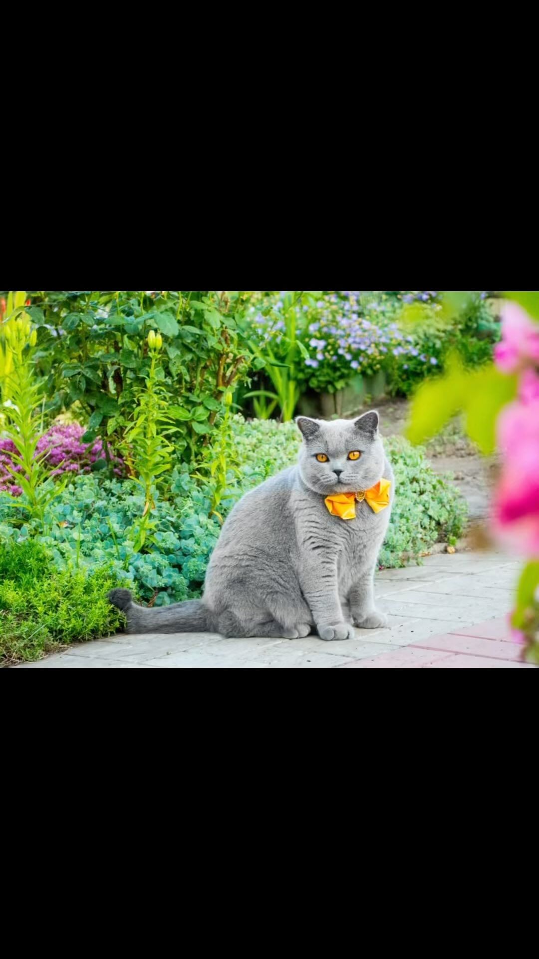 cat.bonifaciy_24 в LOOKY. #лето_у_лаки. Хвостики, всех приве...