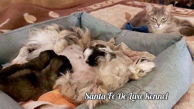 alenafomintseva in LOOKY. . https://t.me/santafe...