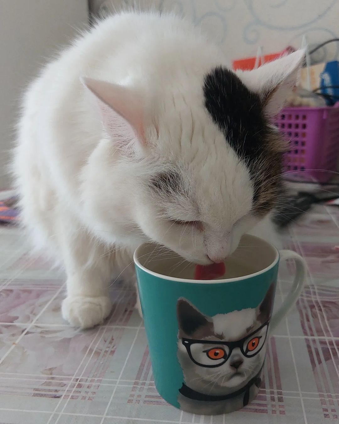 maria_musya.i.marusya.cats в LOOKY — фото 1