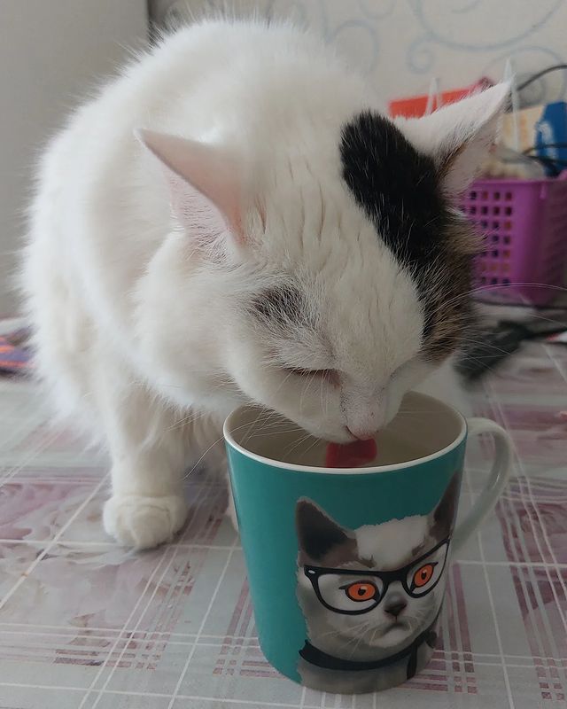 maria_musya.i.marusya.cats в LOOKY. #мусяша,#котикитакиекотики,#безкотаижизньнета,#вкусно,#вкусненько. Налила я себе водичк...