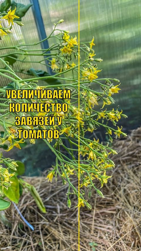 dacha_udachya в LOOKY. . УВЕЛИЧИВАЕМ КОЛИЧЕСТ...