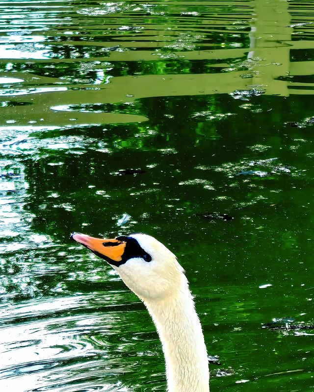 fatislana в LOOKY. #лебедь,#пруд,#фото,#мобильноефото,#photography,#photo,#art. Swan
#лебедь #пруд #...