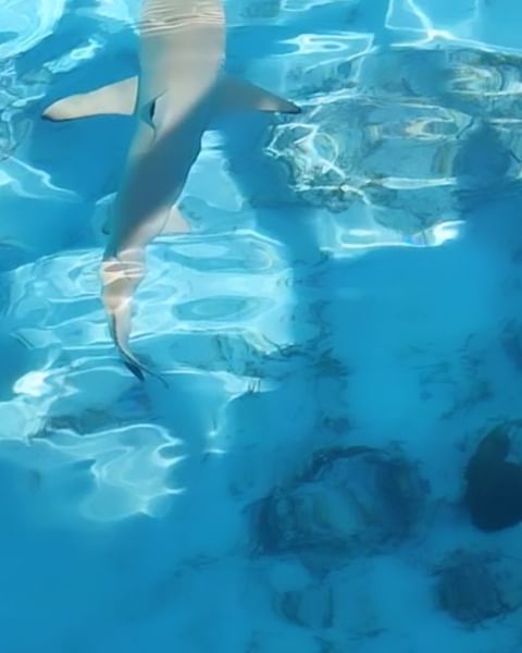 galabushova в LOOKY. #жара,#лето2024,#summer,#dubai,#tourist,#,#summer2024,#travel,#travelphotography,#travelgram,#бассейн,#отель,#любовьксебе,#maldives,#maldivesislands. Плавание с акулами в...