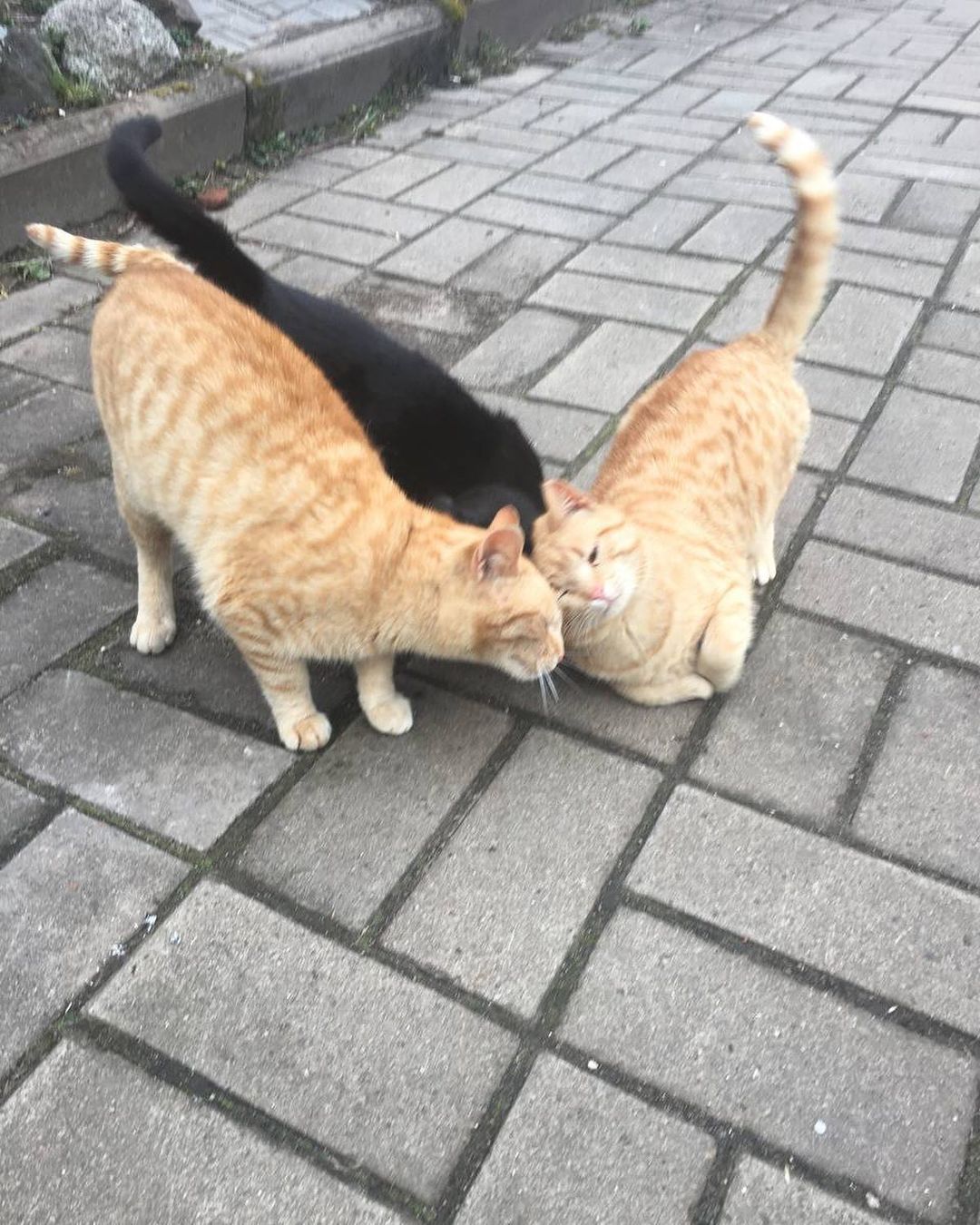 asyagamer99 в LOOKY — Котятки 🐱

#кот #кошка #коты #трикота #селище #железнаядоро