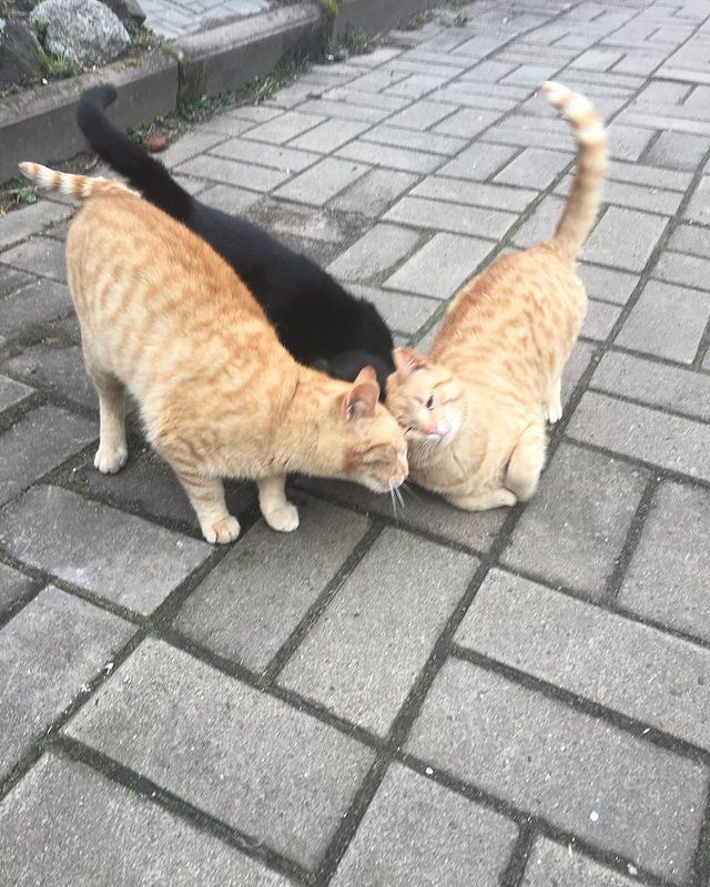 asyagamer99 в LOOKY. #кот,#кошка,#коты,#трикота,#селище,#железнаядорога,#работа. Котятки 🐱

#кот #ко...