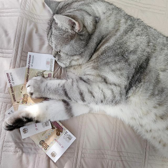 yuliya_vilin4uk в LOOKY. . Котиковость должна о...