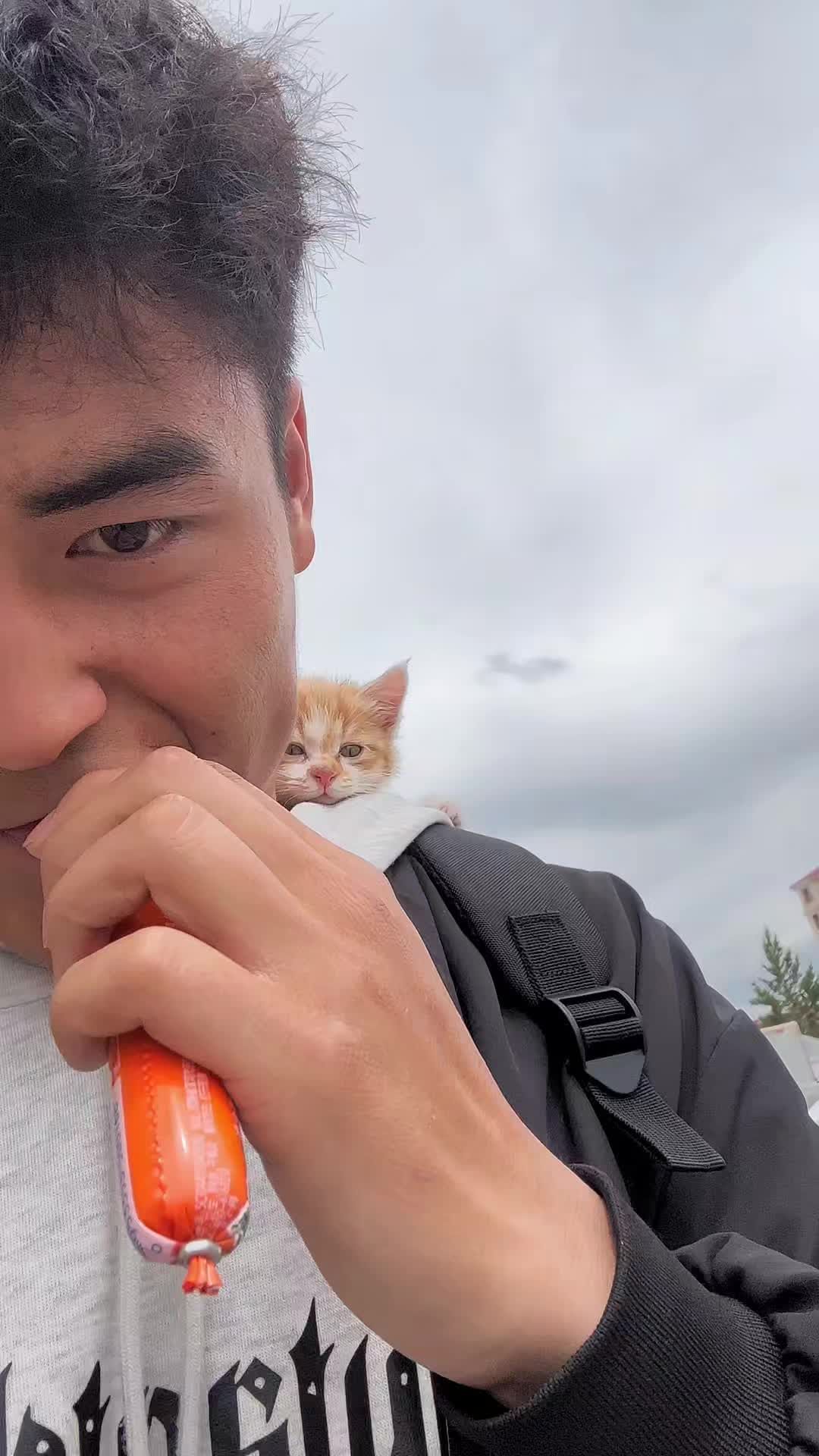 aigle_213dz в LOOKY. #michaeljackson,#catchandrelease,#catsoftiktok,#catlife,#cat,#animalsmood,#animalsofinstagram,#animals,#slovenia,#kitty,#kittygram,#تعليقاتكم_تسعدني😍. #michaeljackson #cat...