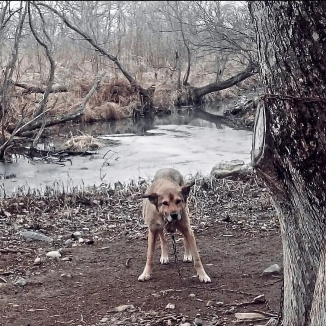 zooinform в LOOKY — 😞ПОЧТИ 11 ЛЕТ с нами и вот... Беги Мышка по радуге, туда ,г