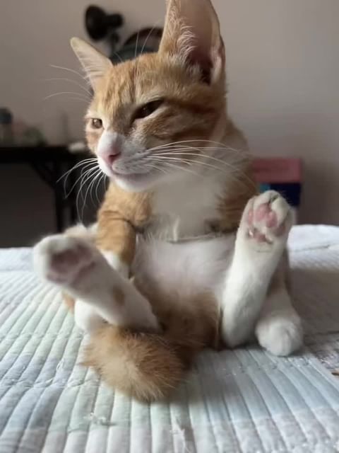 aigle_213dz в LOOKY. #cats_of_world,#catsofinstagram,#catlovers,#cat,#catlover,#القطط,#ToniKroos,#rainy,#calgarystampede,#firstfriday. #cats_of_world #cats...