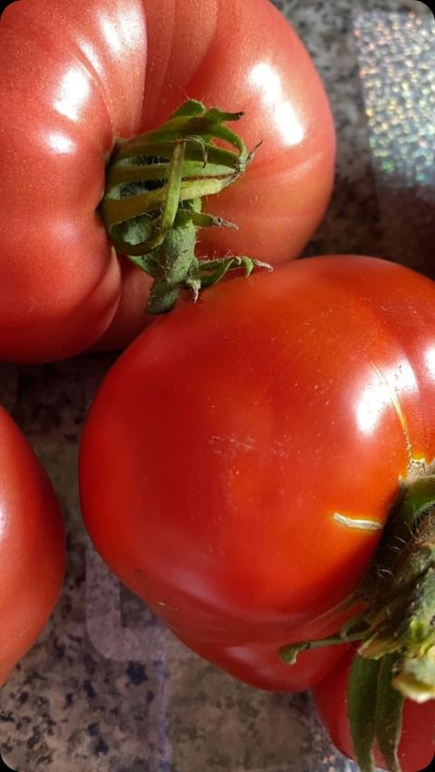 dacha_c_nulya в LOOKY. #томаты,#томатывтеплице,#томаты🍅,#дачнаяжизнь,#огород,#огородница,#помидоры,#помидор,#дача🏡,#дачатакаядача,#дачаогород,#синьорпомидор. 🍅Томаты пошли 🥳
До...