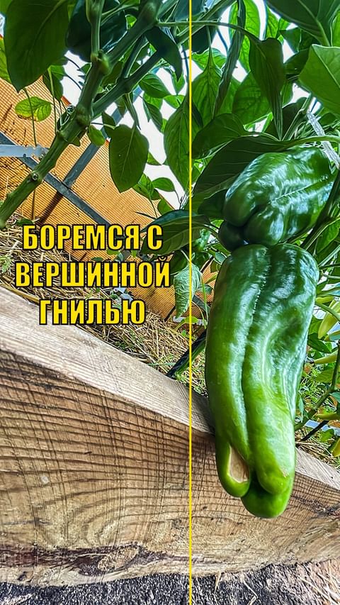 dacha_udachya в LOOKY. #сад,#дача,#огород,#участок,#садоводстводлявсех,#учимсясажатьвместе,#удачнаядача,#огородуфа,#дачауфа,#участокуфа,#перцы,#томаты,#теплица,#вершиннаягниль,#вершинка,#кальций,#кальциеваяселитра,#препаратыотвершиннойгнили,#какизбавитьсяотвершиннойгнили. БОРЕМСЯ С ВЕРШИННОЙ ...