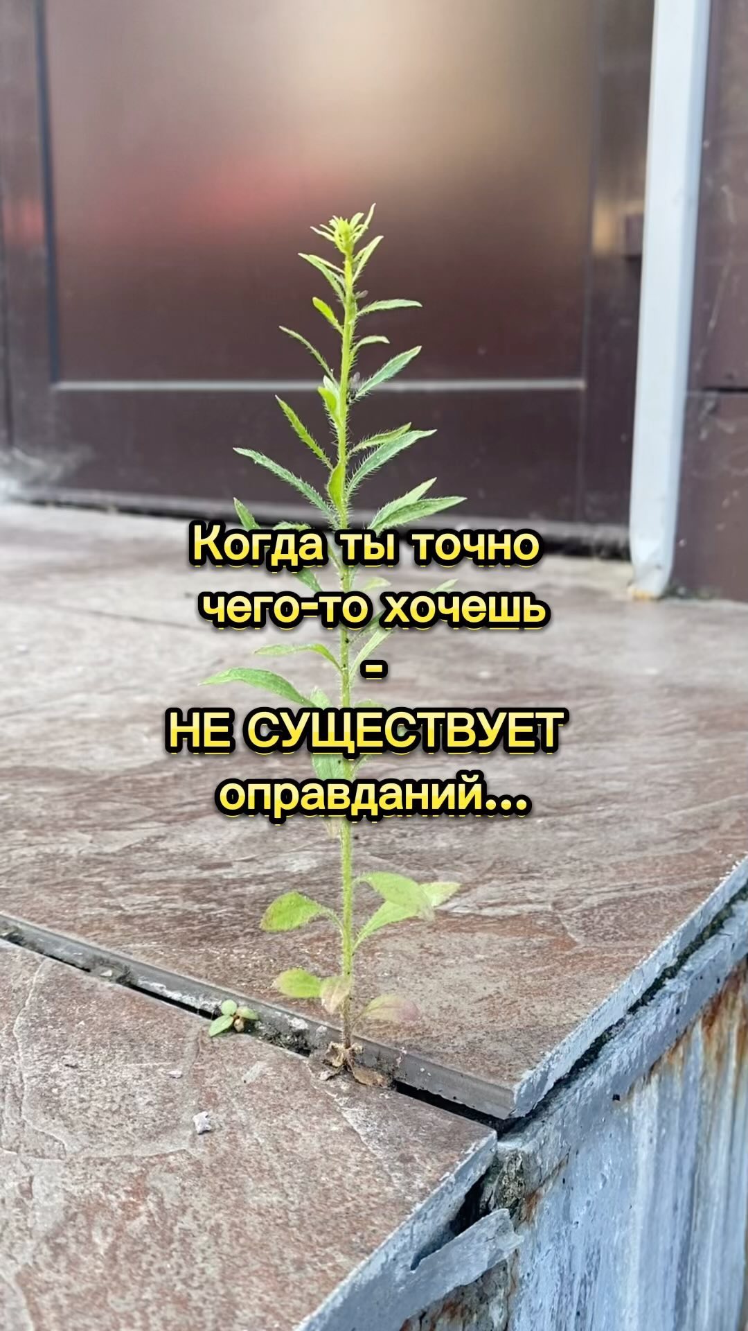 alena_branding в LOOKY. . Если ты ищешь оправд...