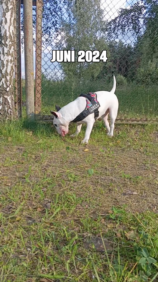 mrs_bulkins131219 в LOOKY. #bullterrier,#bullterriergeliet,#bullterriergroup,#bullterrierfamily,#puppy. 's post ❤️✨🐾
#bullt...
