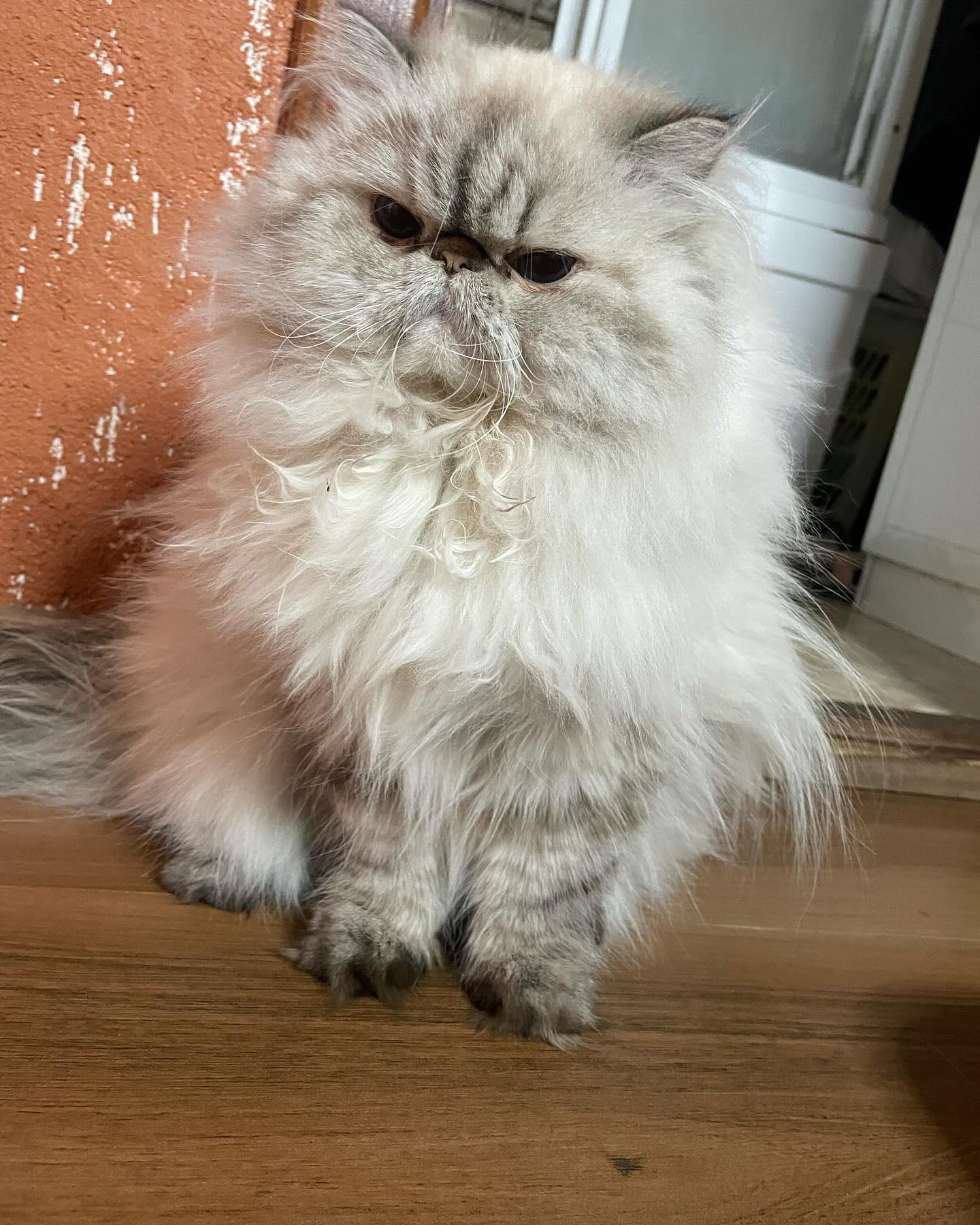 kellybunny2023 в LOOKY. . Самая серьезная кошк...